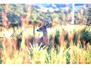 Property photo 14 - LARGE KANSAS AUCTION - 7,672+/- ACRES OFFERED IN 12 TRACTS IN CHAUTAUQUA COUNTY, KANSAS